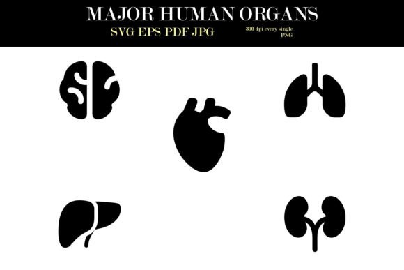 Silhouette Icons of Major Human Organs Graphics and Illustrations